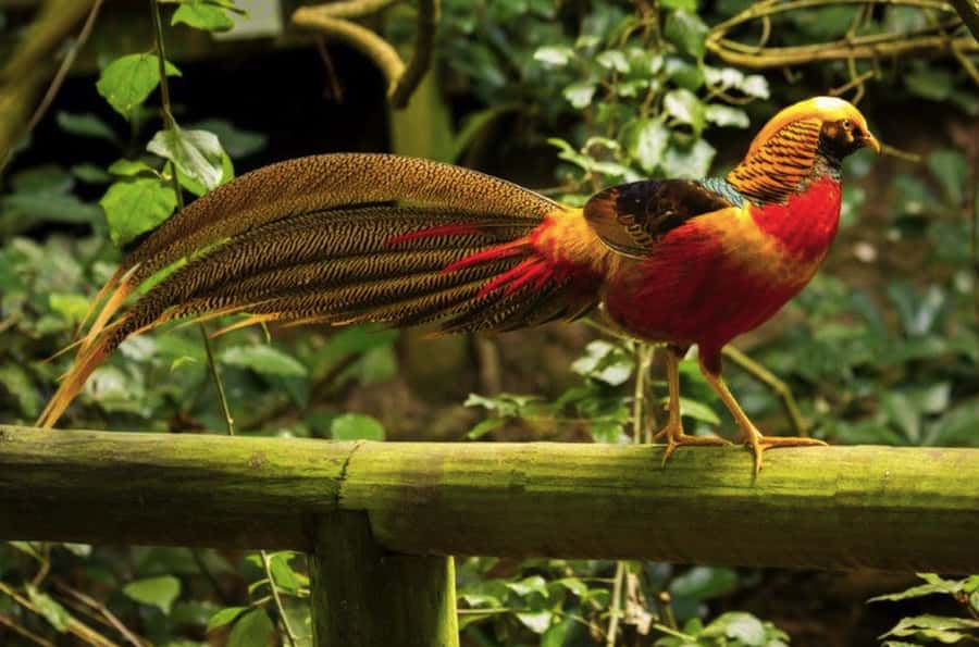 Monkeyland, Birds of Eden, Jukani - Animal Sanctuaries - Birds of Eden: the place to slow down
