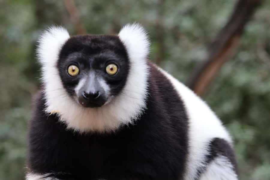 Monkeyland, Birds of Eden, Jukani - Animal Sanctuaries - Jukani: rescued predators and a more managed setting