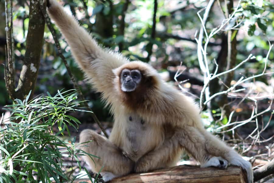 Monkeyland, Birds of Eden, Jukani - Animal Sanctuaries - How much time should you allow?