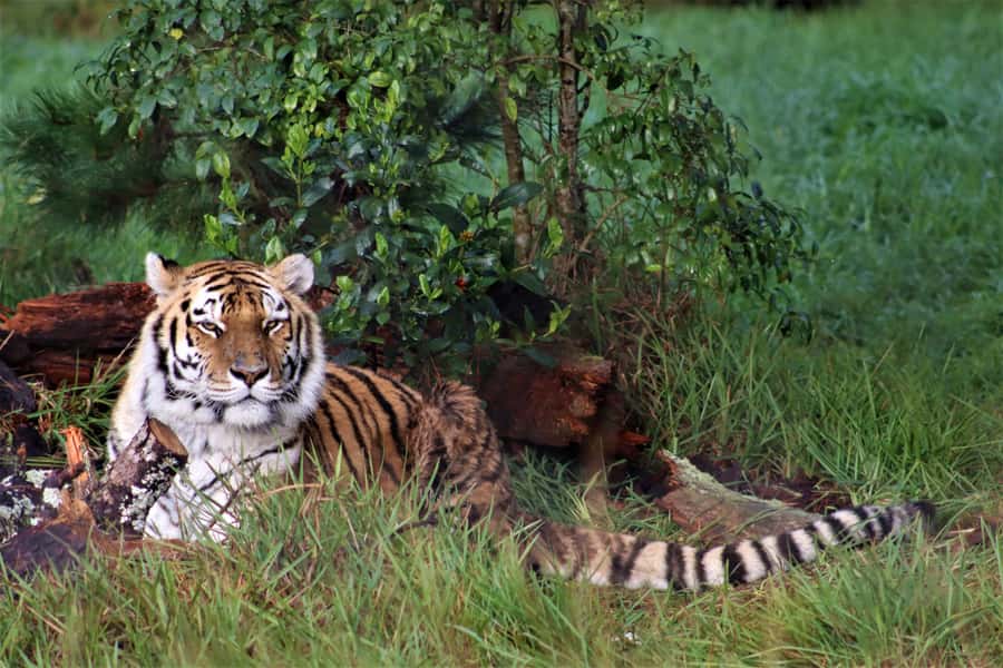 Monkeyland, Birds of Eden, Jukani - Animal Sanctuaries - What to pack for a comfortable visit