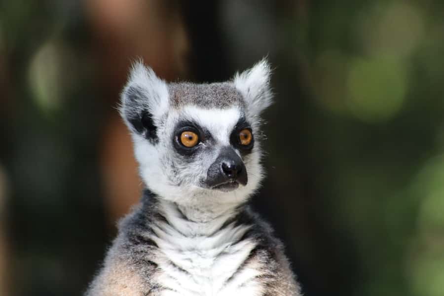 Monkeyland, Birds of Eden, Jukani - Animal Sanctuaries - Which sanctuary should you choose?
