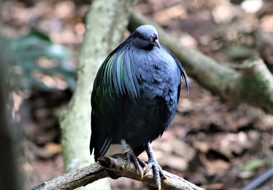 Monkeyland, Birds of Eden, Jukani - Animal Sanctuaries - Monkeyland: 550 primates in a forest setting