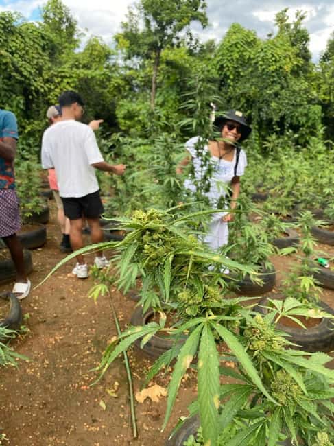 Montego Bay: Marijuana Farm and Bird Sanctuary Tour - The weed chalice pipe is part of the plan