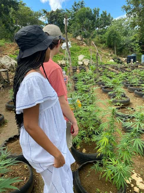 Montego Bay: Marijuana Farm and Bird Sanctuary Tour - Food stops add flexibility, not a meal package