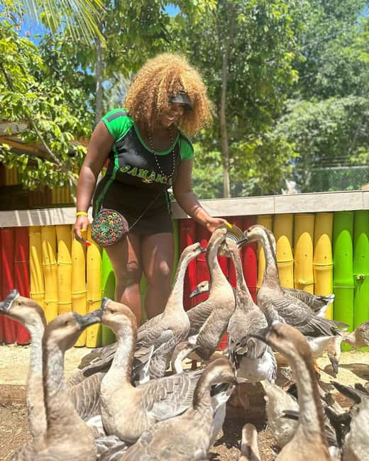 Montego Bay: Marijuana Farm and Bird Sanctuary Tour - Who should book this Montego Bay experience?