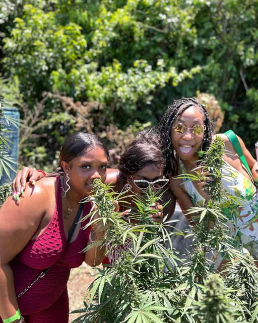 Montego Bay: Marijuana Farm and Bird Sanctuary Tour - At the marijuana nursery, expect a small-scale visit