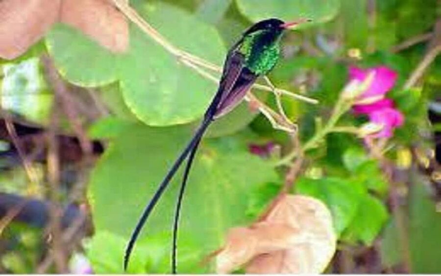 Montego Bay: Private Rocklands Bird Sanctuary Trip - What happens during the two-hour sanctuary visit