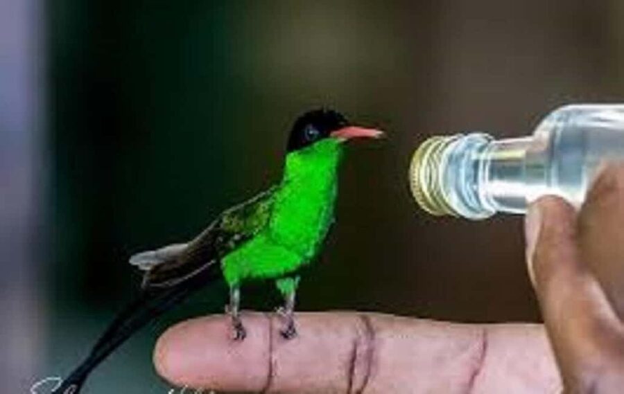 Montego Bay: Private Rocklands Bird Sanctuary Trip - How good is the private transport?