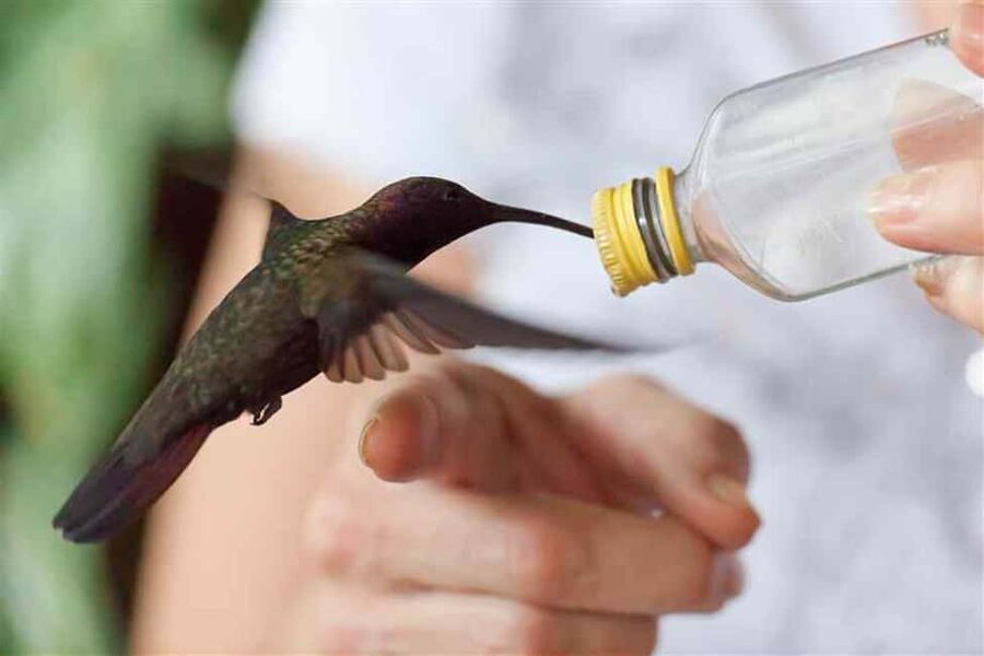 Montego Bay: Private Rocklands Bird Sanctuary Trip - Price, admission, and real value
