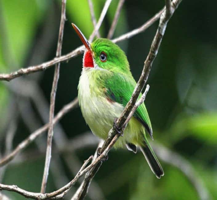 Montego Bay: Private Rocklands Bird Sanctuary Trip - Practical booking advice for a smoother visit