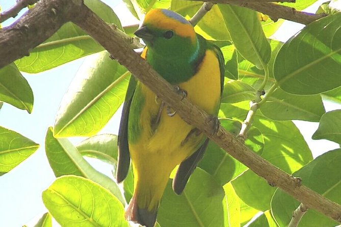 Monteverde Birdwatching Experience - A guide makes the difference for beginners