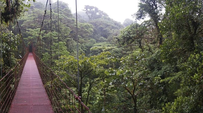 Monteverde Wildlife Walk & Hummingbird Encounter - Key points to know before you book