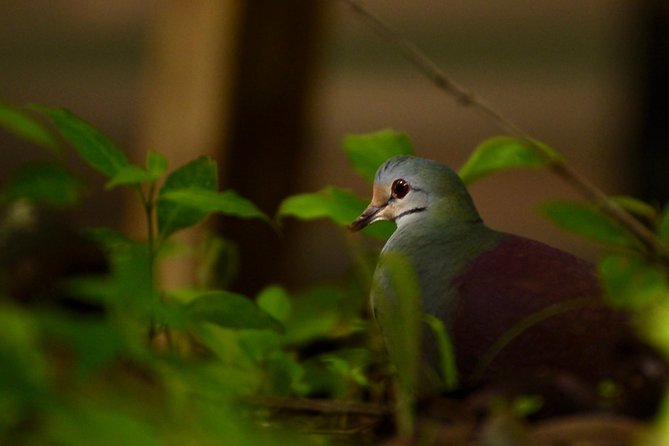 Monteverde Wildlife Walk & Hummingbird Encounter - Conservation is part of the walk, not an afterthought