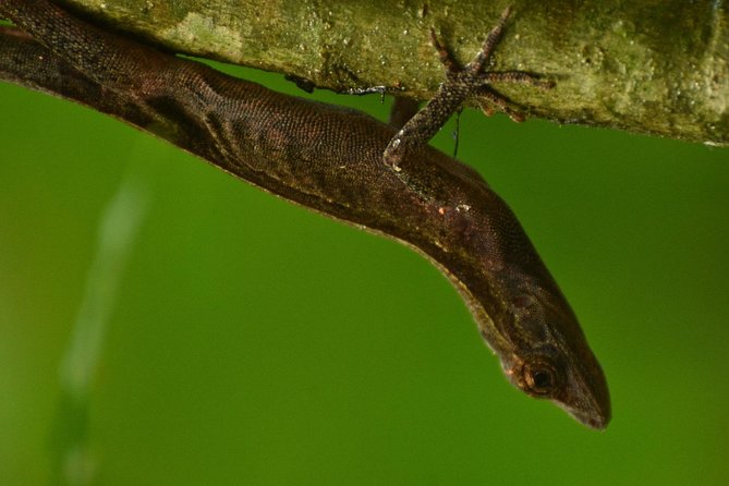 Monteverde Wildlife Walk & Hummingbird Encounter - Reading the cloud forest from canopy to forest floor
