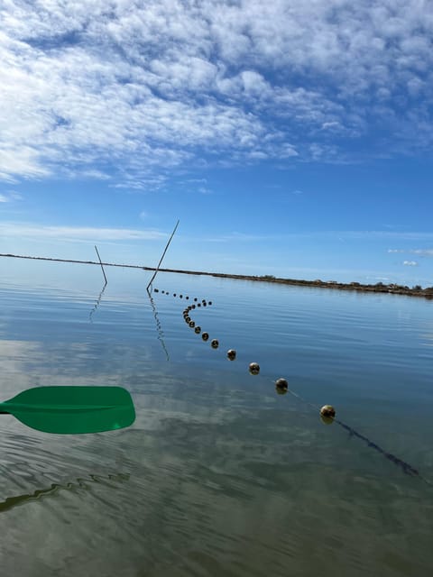 Montpellier : Birdwatching by kayak in the Camargue - Booking details that affect your plans