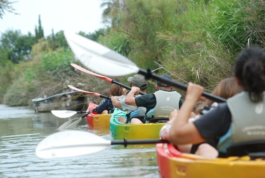 Montpellier : Birdwatching by kayak in the Camargue - What you may see from the kayak