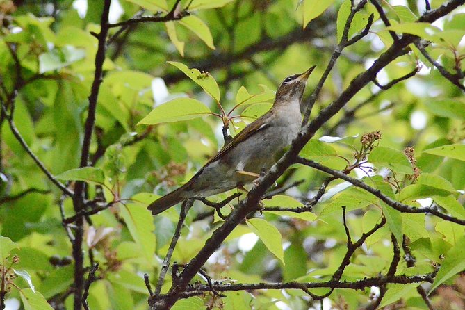Mount Doi Inthanon Hiking & Bird Watching - Key points to know before booking