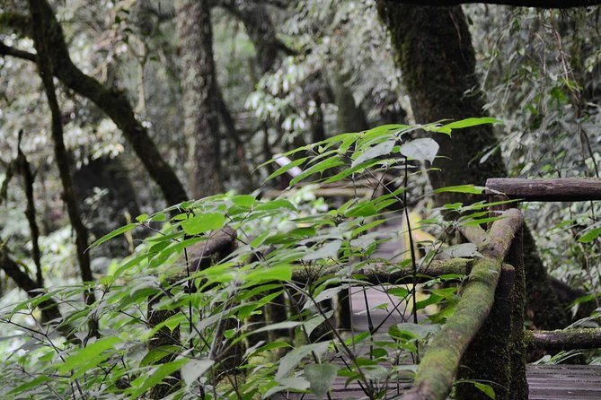 Mount Doi Inthanon Hiking & Bird Watching - Why Doi Inthanon works for a birding day