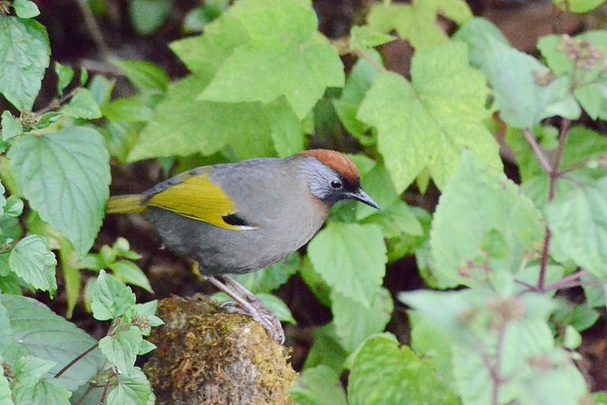 Mount Doi Inthanon Hiking & Bird Watching - Who will enjoy this day most
