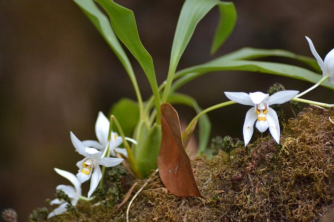 Mount Doi Inthanon Hiking & Bird Watching - Practical details that affect the day