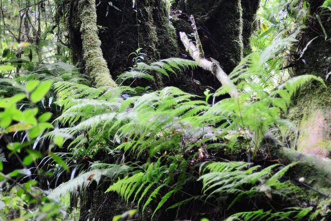 Mount Doi Inthanon Hiking & Bird Watching - Two hours with Joe or Ming in the mountain forest