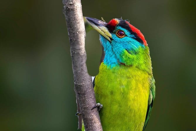 Munsiari Birding tour - Why Munsiyari works for a birding trip