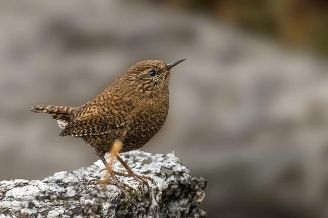 Munsiari Birding tour - Day 4: The walk to Khaliya Top