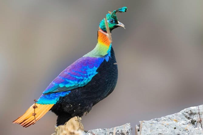 Munsiari Birding tour - Day 3: Sarmoli village and Betuli Bend