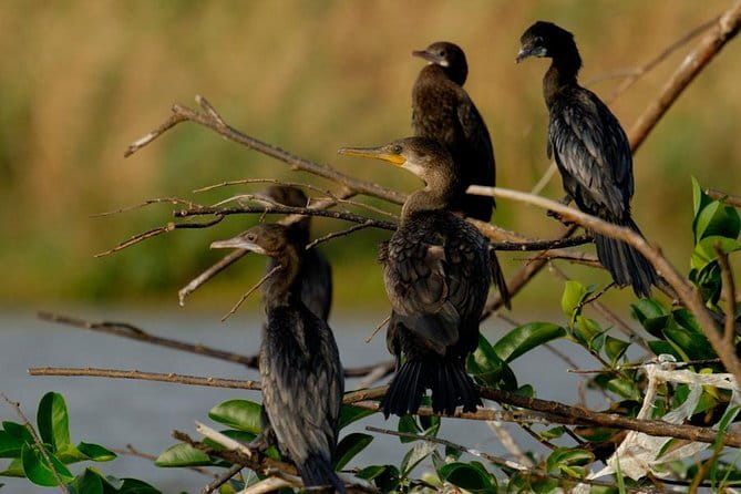 Muthurajawela Bird Watching Tour From Colombo & Negombo - Muthurajawela Marsh, a wetland shaped by water