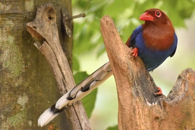Muthurajawela Bird Watching Tour From Colombo & Negombo - Why the wetland context adds value