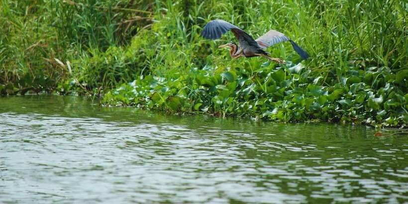 Muthurajawela Bird Watching Tour from Negombo and Colombo - Key points at a glance
