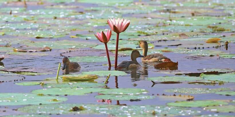 Muthurajawela Bird Watching Tour from Negombo and Colombo - The 7:00 AM tuk tuk pickup