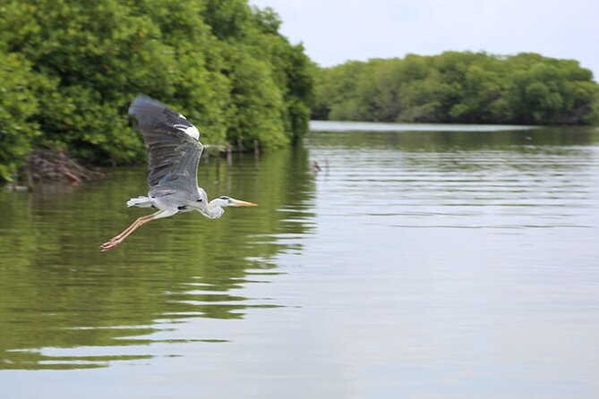 Muthurajawela Bird Watching Tour from Negombo / Colombo - Why Muthurajawela makes a good city escape