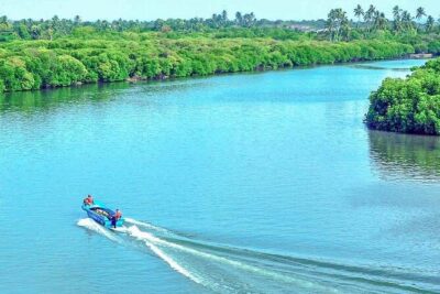 Muthurajawela Bird Watching Tour from Negombo / Colombo