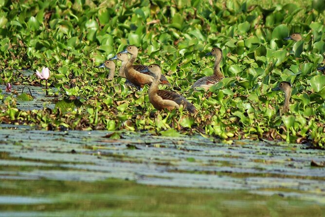 Muthurajawela Bird Watching Tour from Negombo / Colombo - Light refreshments and the small touches that help