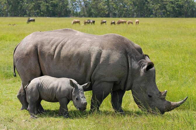 Nairobi park, steamark birds, Girraffe center & bomas - The best parts of this Nairobi day tour