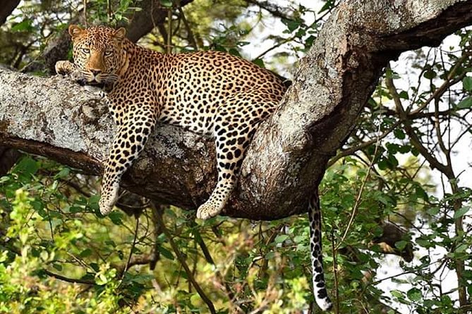 Nairobi park, steamark birds, Girraffe center & bomas - What the minivan means for your day