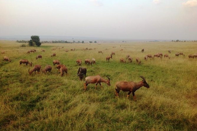 Nairobi park, steamark birds, Girraffe center & bomas - Feeding giraffes at the Giraffe Centre