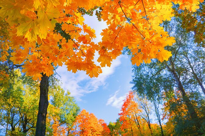 Nami Island and Begonia Bird Park Tour from Seoul (opt Railbike) - Who will enjoy this Gapyeong day trip?