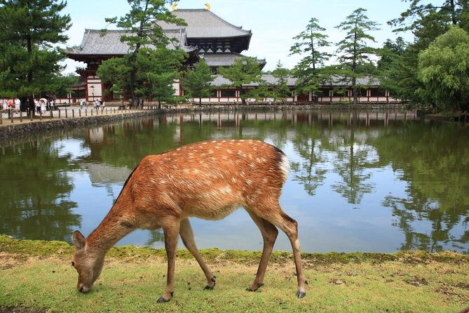 Nara Todaiji Lazy Bird Walking Tour - Key points at a glance
