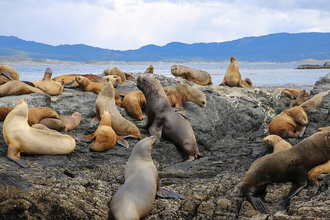 Navigate through the Beagle Channel: Seal, Bird & Penguin Islands - Los Pájaros Island and the channel’s bird life