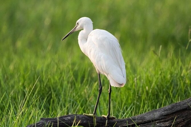Negombo Lagoon & Muthurjawela Bird Watching Boat Tour - A private tour with a practical advantage
