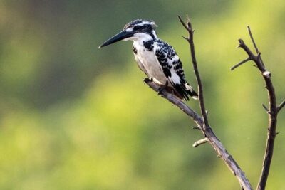 Negombo Lagoon & Muthurjawela Bird Watching Boat Tour
