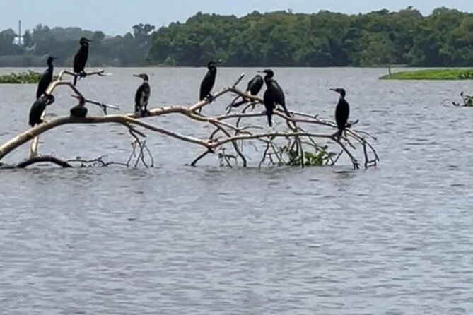 Negombo Lagoon & Muthurjawela Bird Watching Boat Tour - Timing your visit for better value
