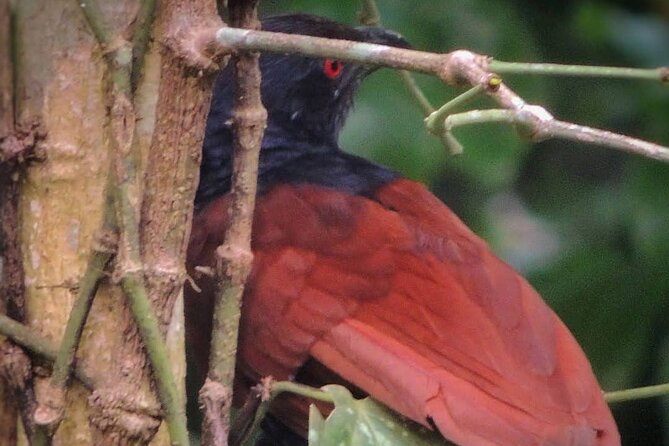 Negombo Lagoon & Muthurjawela Bird Watching Boat Tour - The cruise-ship warning you should take seriously