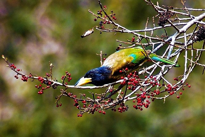Nepal Birding - What the guides add
