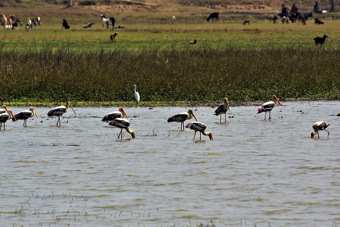 Nepal Birding - What the birding day can include