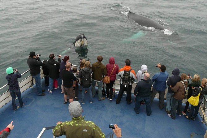Newfoundland Puffin and Whale Watch Cruise - Quick takeaways