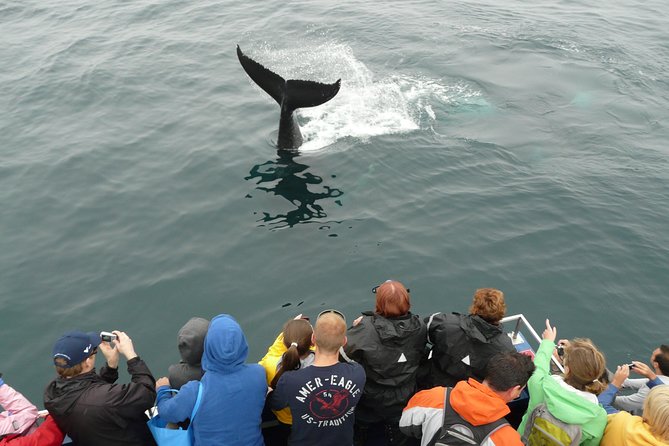 Newfoundland Puffin and Whale Watch Cruise - Bay Bulls and the first turn toward the reserve