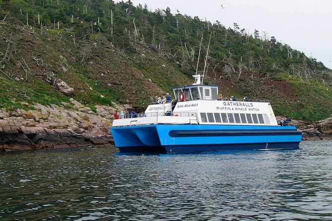 Newfoundland Puffin and Whale Watch Cruise - Whale watching from mid-June through mid-August